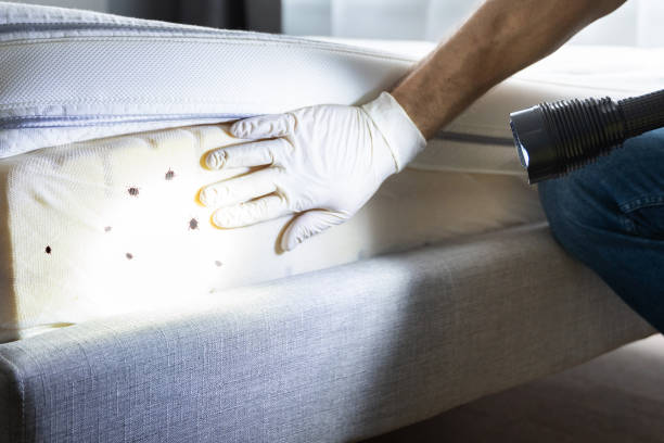 Best Bed Bug Extermination  in Tennille, GA